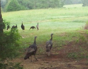 Wild Turkeys outside Shady Pine cabin